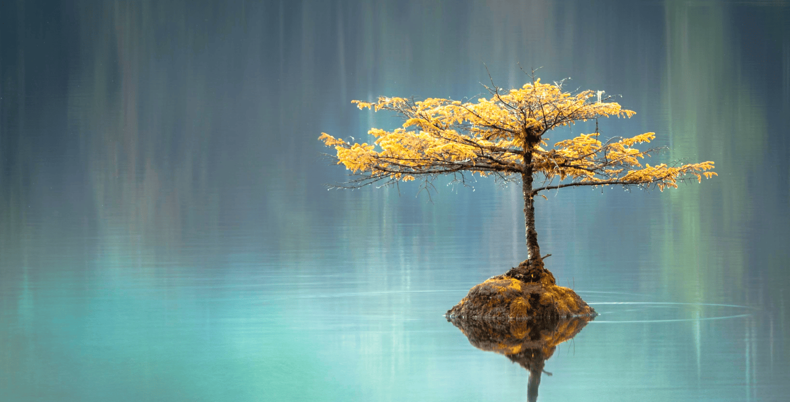 Strom bonsai