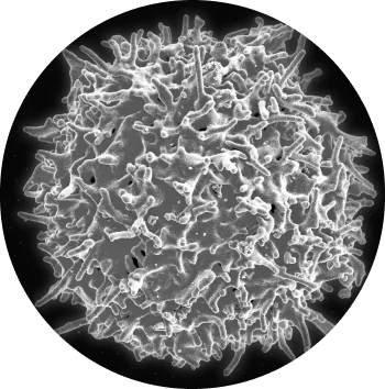 T-buňka, ústřední prvek naší elegantní obrany